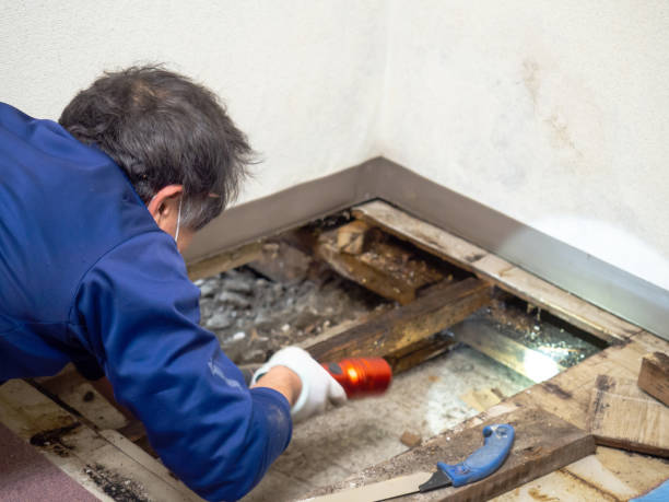 Best Bathroom Mold Remediation in Olive Hill, KY