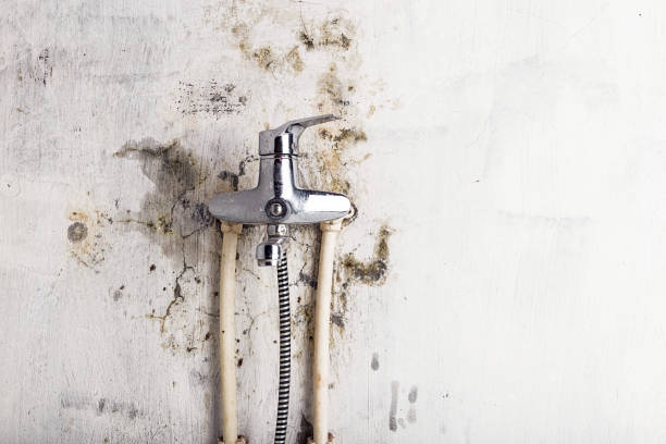 Best Residential Mold Remediation in Olive Hill, KY