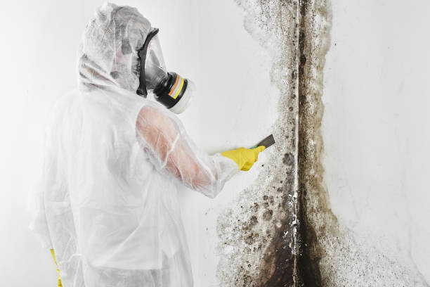 Best DIY Mold Remediation Support Services in Olive Hill, KY