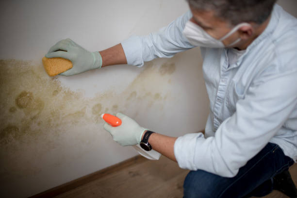 Best Commercial Mold Remediation in Olive Hill, KY