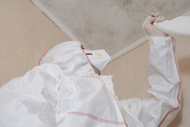 Best White Mold Remediation in Olive Hill, KY
