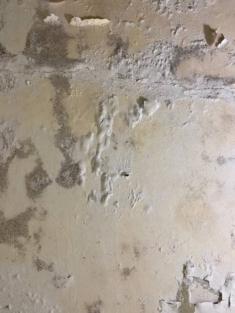 Best Industrial Mold Remediation in Olive Hill, KY