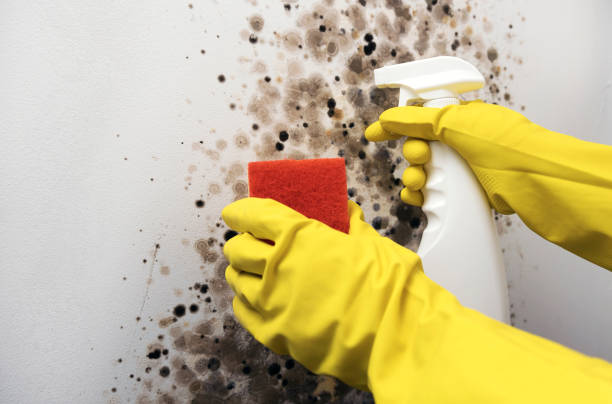 Olive Hill, KY Mold Remediation Company