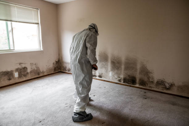Best Basement Mold Remediation in Olive Hill, KY
