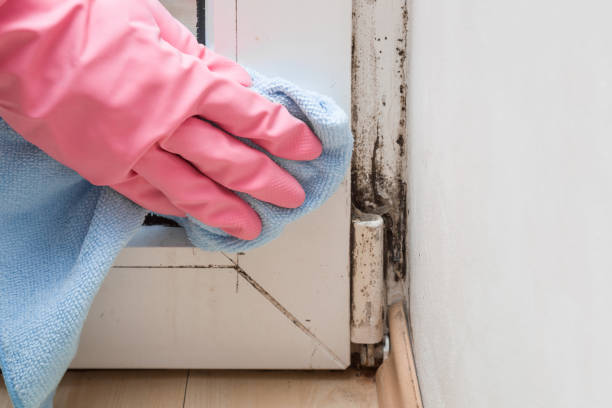 Best Crawl Space Mold Remediation in Olive Hill, KY